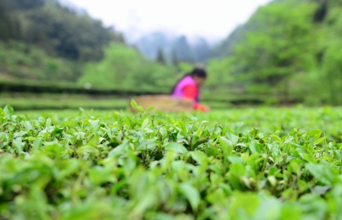 　　4月27日，柳溪村的村民在村內(nèi)的茶園采茶。