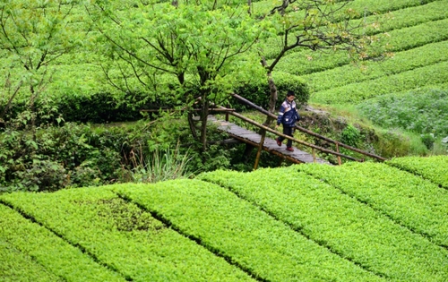 　　4月27日，一名男孩走在麻柳溪村的木橋上。