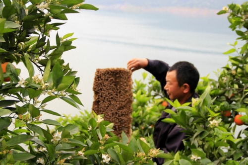 4月29日，三峽庫區(qū)湖北秭歸縣泄灘鄉(xiāng)陳家灣村五組村民陳宗紅在柑橘園里放養(yǎng)蜜蜂。