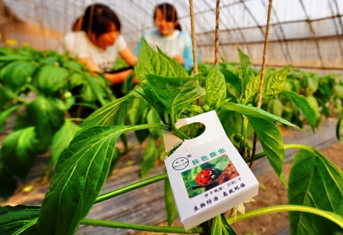 北京延慶縣的蔬菜種植專業(yè)合作社的農(nóng)民在應(yīng)用天敵昆蟲技術(shù)的大棚內(nèi)工作（5月2日攝）。