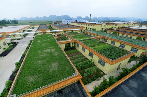 這是5月12日在廣西柳州市新興工業(yè)園穿山園區(qū)拍攝的“樓頂田園”。