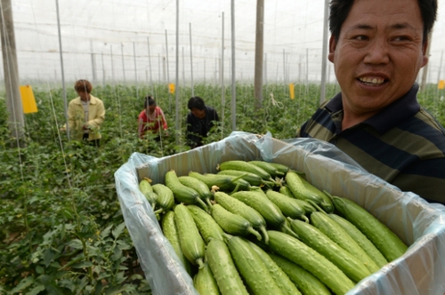 5月13日，在河北花香畦生態(tài)農(nóng)業(yè)科技有限公司有機(jī)蔬菜農(nóng)場(chǎng)雙膜溫室大棚內(nèi)，工作人員在采摘有機(jī)黃瓜。