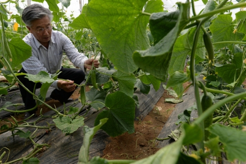 5月13日，在河北花香畦生態(tài)農(nóng)業(yè)科技有限公司有機(jī)蔬菜農(nóng)場(chǎng)雙膜溫室大棚內(nèi)，河北省農(nóng)協(xié)有機(jī)專(zhuān)業(yè)委員會(huì)專(zhuān)家在檢查有機(jī)黃瓜長(zhǎng)勢(shì)。