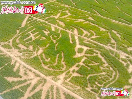 泊頭青年衛(wèi)星定位-28畝麥地打造麥田畫“中國(guó)夢(mèng)”2