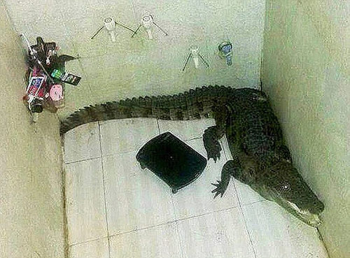 一條野生鱷魚藏進了印度一名男子的家中。