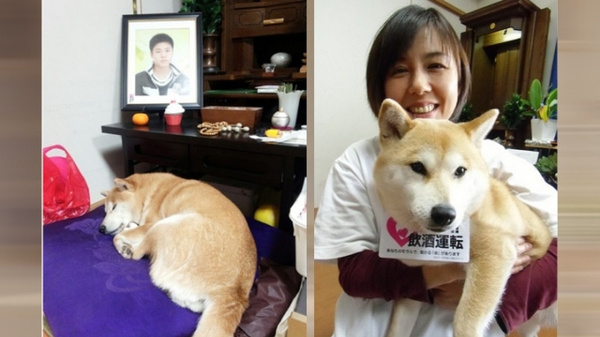柴犬小雪（左）與山本的媽媽。