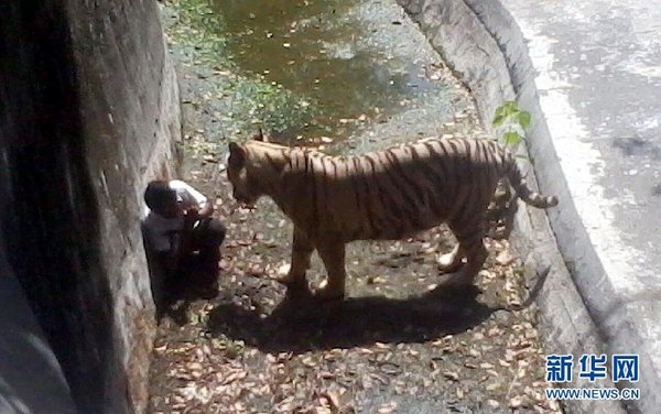 一名游客手機(jī)拍攝的照片顯示，9月23日，在印度新德里動物園，跳入老虎場地的男學(xué)生在角落里向老虎做出求饒的手勢。當(dāng)日，在印度新德里的動物園，一名男學(xué)生越過柵欄跳入老虎的場地后被老虎咬死。 新華社發(fā)