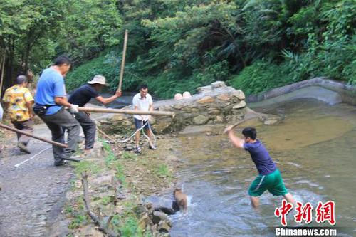 廣東三水九道山25日發(fā)生一件趣事，一頭山豬誤入漂流河道引發(fā)了“人豬大戰(zhàn)”?！埩加瘛z