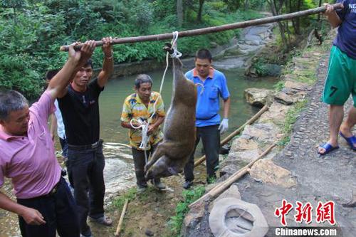 　廣東三水九道山25日發(fā)生一件趣事，一頭山豬誤入漂流河道引發(fā)了“人豬大戰(zhàn)”?！埩加瘛z
