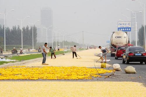 　圖為公路兩側(cè)鋪滿玉米，車輛緩慢通過。