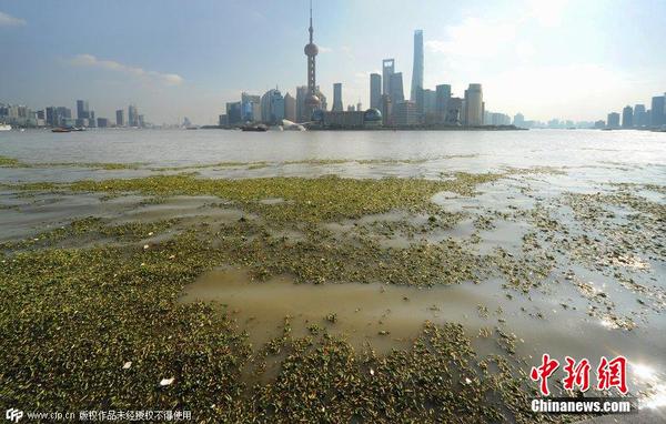 2014年11月19日，上海黃浦江退潮，外灘景觀水域近蘇州河段被大量水葫蘆幾乎占據(jù)，有的甚至沖進了防汛墻邊的攔截網(wǎng)。