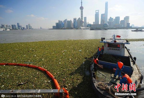 2014年11月19日，上海黃浦江退潮，外灘景觀水域近蘇州河段被大量水葫蘆幾乎占據(jù)2