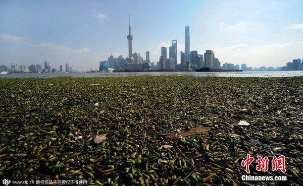 2014年11月19日，上海黃浦江退潮，外灘景觀水域近蘇州河段被大量水葫蘆幾乎占據(jù)