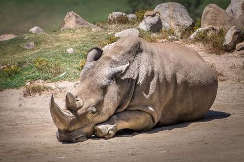 美國(guó)加州圣地亞哥動(dòng)物園的一只北方白犀牛因高齡而死亡，使得世界上碩果僅存的北方白犀牛只剩下5只，瀕臨絕種。