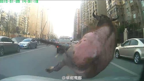 圖為民警開車撞擊這頭水牛。