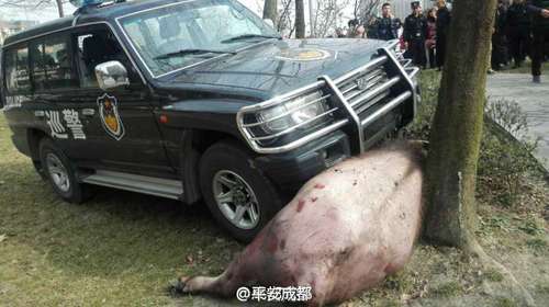 另一名民警開著越野車又連續(xù)撞了幾下，用車死死將水牛抵在樹上，水牛才被制服。