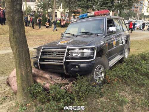 圖為被抵在樹上的水牛。