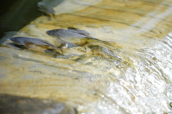 湖北宜昌現(xiàn)鯽魚(yú)跳“龍門(mén)”奇觀我要評(píng)論-3