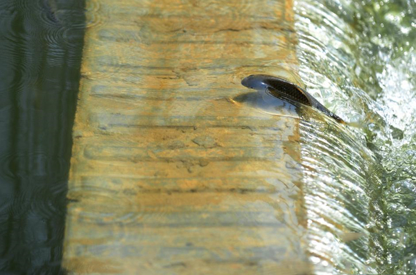 湖北宜昌現(xiàn)鯽魚(yú)跳“龍門(mén)”奇觀我要評(píng)論-4