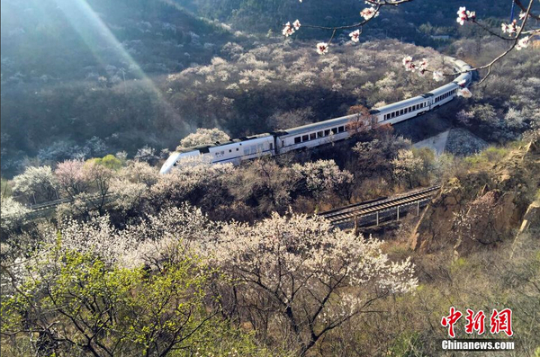 和諧號列車穿越居庸關(guān)花海 被贊開往春天的列車6