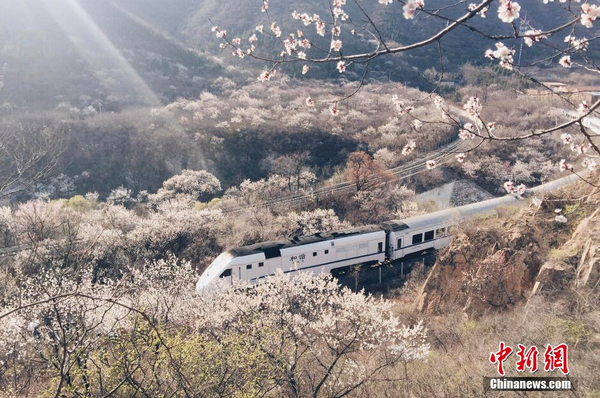 和諧號列車穿越居庸關(guān)花海 被贊開往春天的列車2