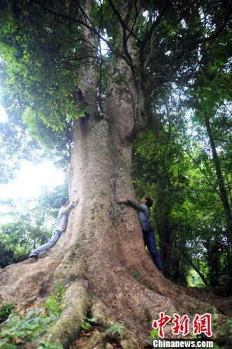 圖為樹齡超600歲的楠木古樹。陳碧生攝
