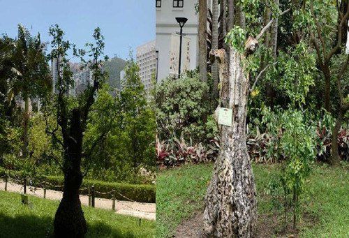 香港公園一棵樹齡達400年的棗樹枯萎被斬。