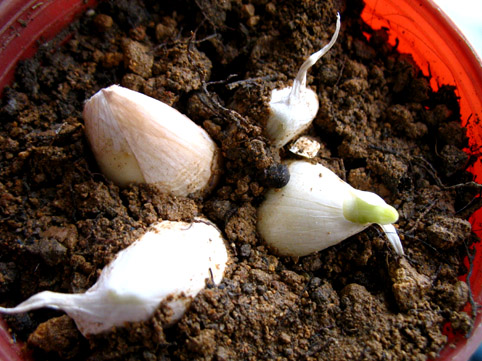 家家都能種的4種抗病植物？