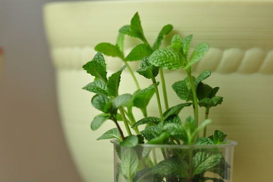 家家都能種的4種抗病植物？