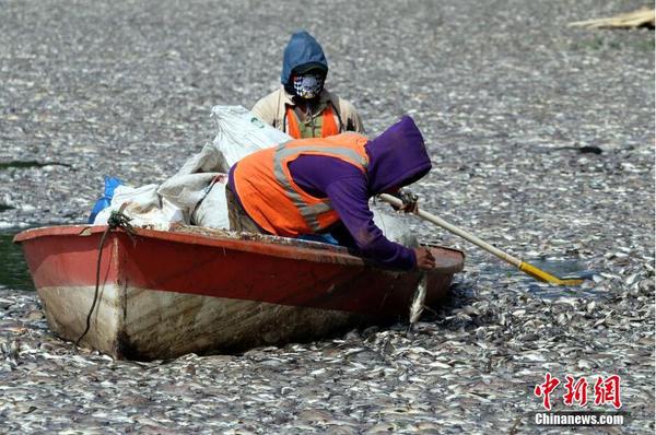 印尼一湖內(nèi)現(xiàn)數(shù)千死魚(yú) 或?yàn)樗疁刈兓?