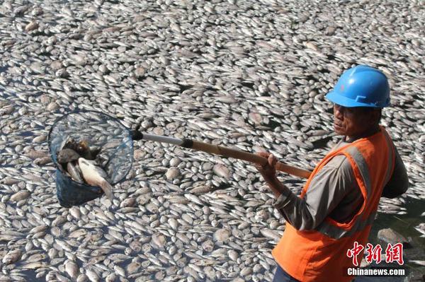 印尼一湖內(nèi)現(xiàn)數(shù)千死魚 或?yàn)樗疁刈兓?