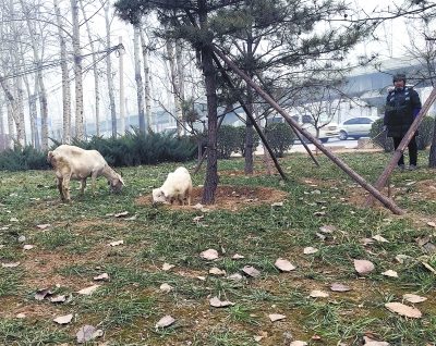 京密路望京段綠化帶群羊吃草 放養(yǎng)人：過年吃肉