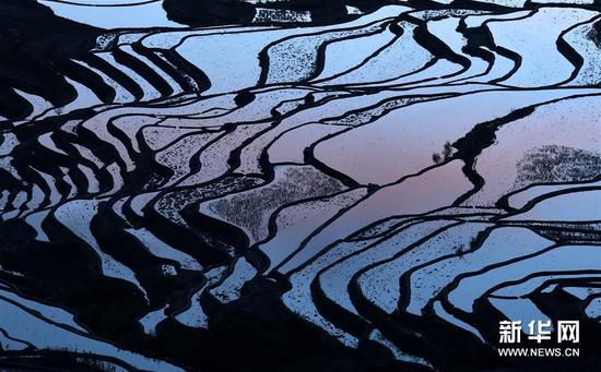 這是云南省紅河州元陽縣的哈尼梯田美景（1月12日攝）。
