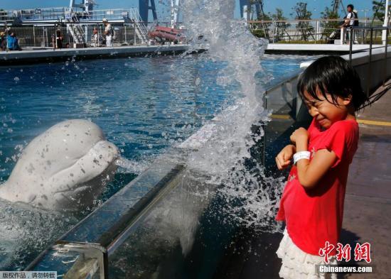 日本年輕到水族館去讓白鯨噴水娛樂避暑。