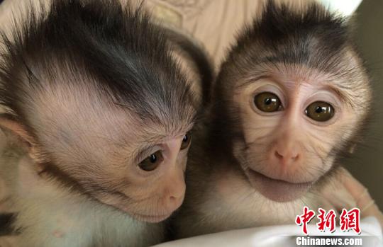 中國科學(xué)家建立世界首例自閉癥非人靈長類動(dòng)物模型