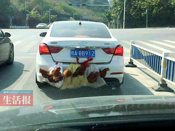 車(chē)外掛7只雞一幕走紅 南寧版“后置發(fā)動(dòng)雞”真相