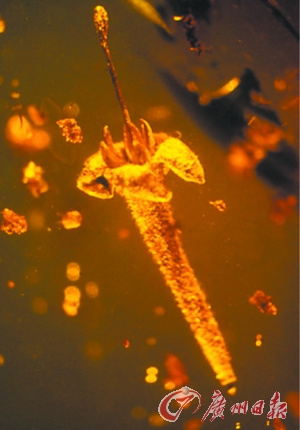 生物學家在1500萬年前琥珀中發(fā)現(xiàn)已滅絕植物（圖）