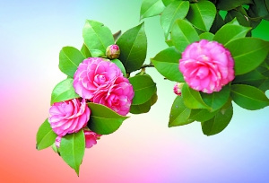 點(diǎn)擊進(jìn)入下一頁(yè)