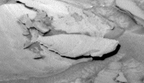 火星上有魚？UFO愛好者：NASA好奇號拍到了（圖）