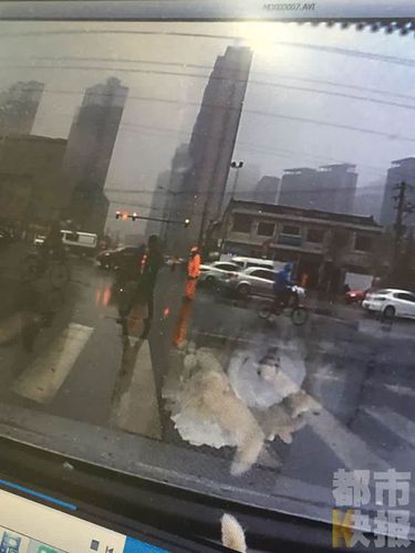 西安兩名保潔員街頭摔狗，路過市民行車記錄儀拍下。