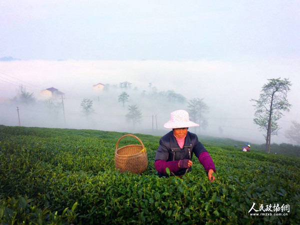 茶園里，茶農(nóng)正在采茶 呂躍兵 攝