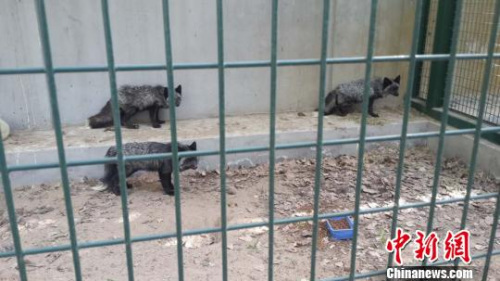 圖為在北京市野生動物救護(hù)中心隔離籠舍接受康復(fù)飼養(yǎng)的狐貍，記者靠近時，它們警覺的站起來?！呛锨?攝