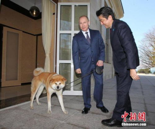 安倍看望日本送給普京的寵物狗“夢(mèng)”。