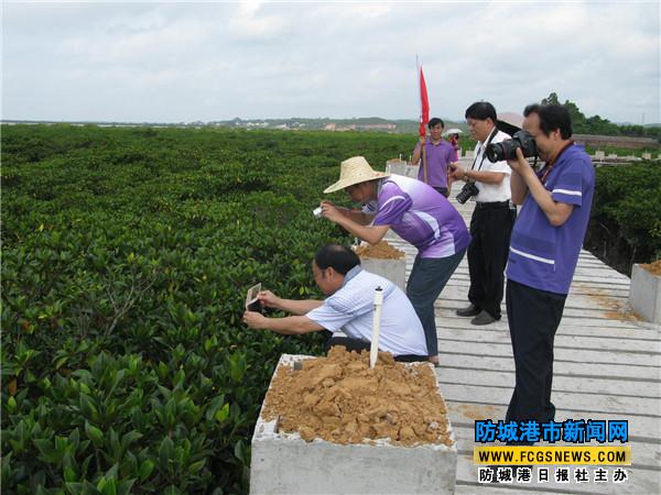 市民和游客在石角紅樹(shù)林拍照。