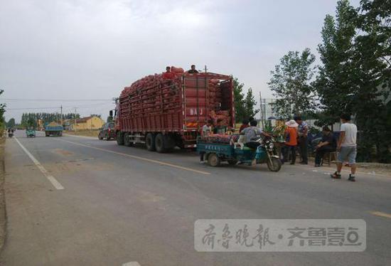 在商河縣白橋鎮(zhèn)亓家官莊村，不少大車停在村頭收大蒜。