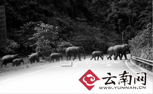 近些年來，人象沖突時有發(fā)生