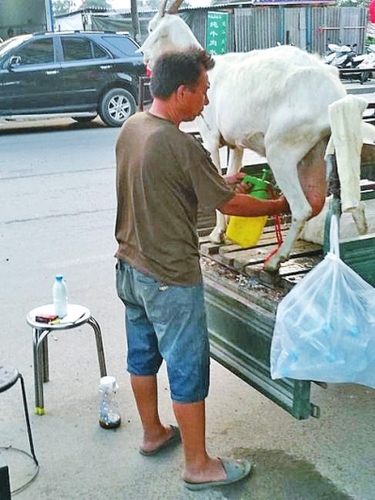  奶羊撒尿、拉屎都在三輪車斗里進(jìn)行，衛(wèi)生狀況讓人擔(dān)憂。