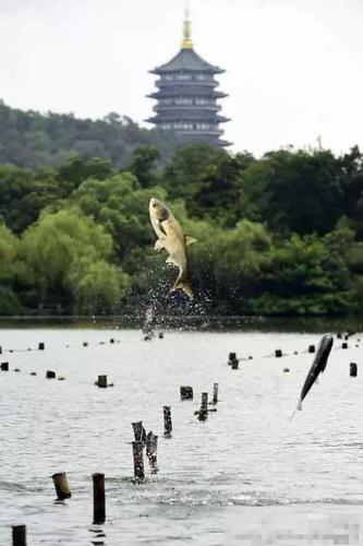 圖為“魚躍“龍門”畫面。（來自：杭州網(wǎng)）
