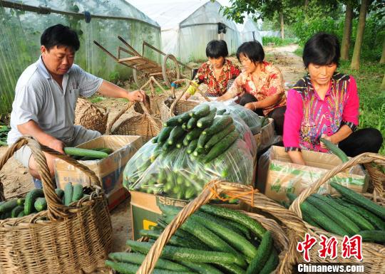 付天軍和聘用的殘友們一起將剛采摘的新鮮黃瓜包裝好。　胡洪濤 攝