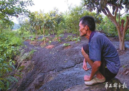 桃林被黑色傾瀉物淹沒，看著枝頭上的新鮮桃子卻不能采摘，村民張祿發(fā)很發(fā)愁。